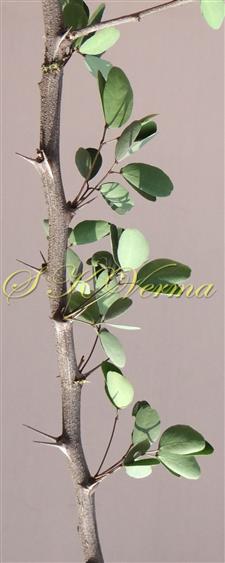  Branch with stipular spines